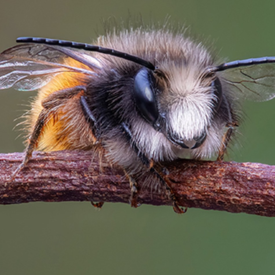 Abeille sauvage_site_1.jpg