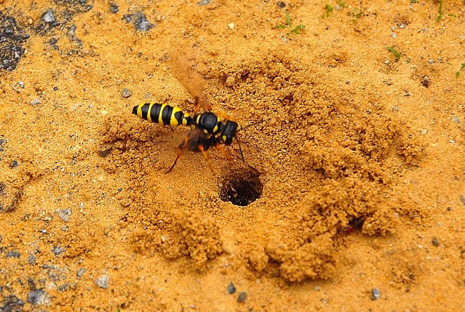 Cerceris terrier Cerceris des sables_entrée terrier_site.jpg