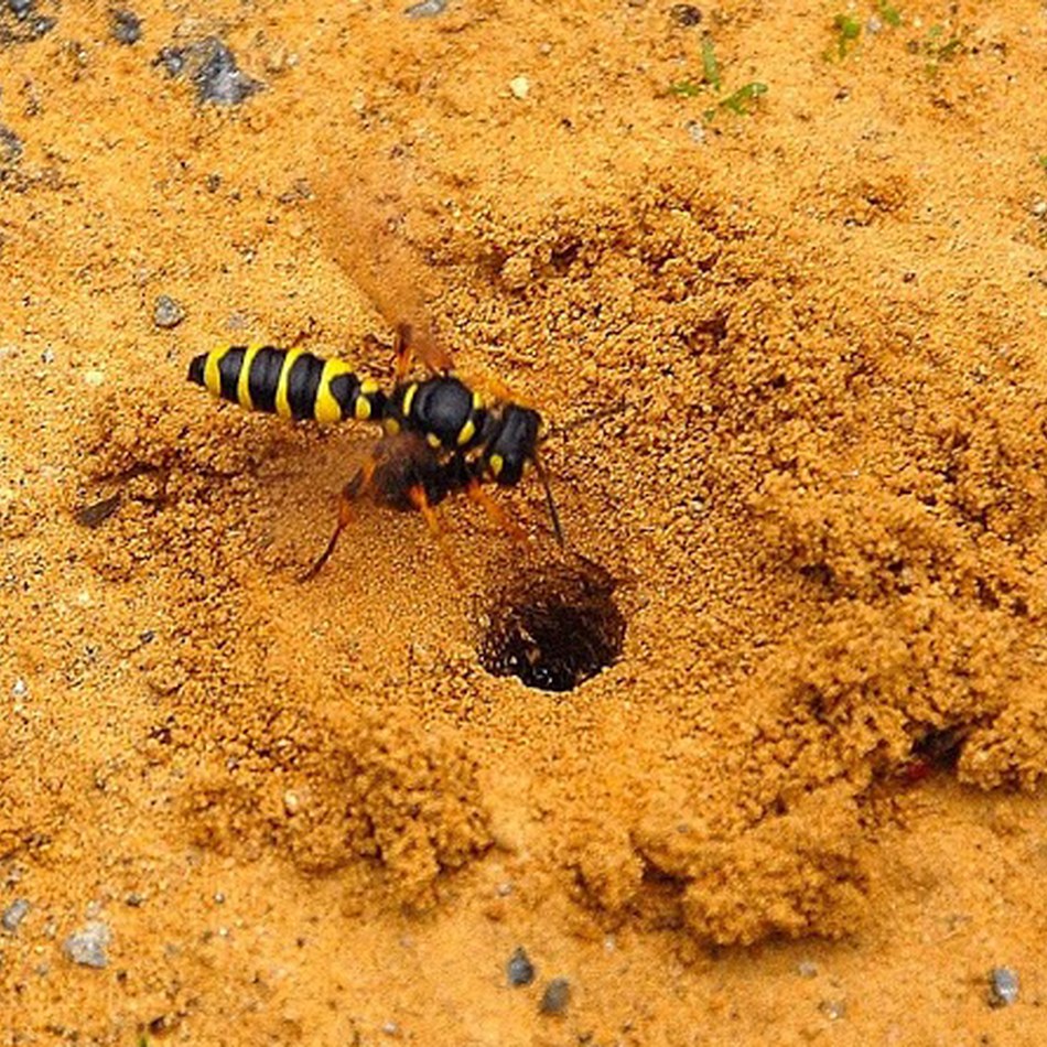 Cerceris des sables_entrée terrier_site.jpg