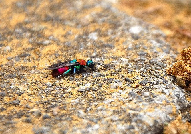 Hedychrum nobile femelle Hedychrum nobile_femelle_site.jpg