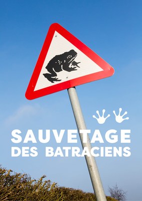 Sauvetage des batraciens