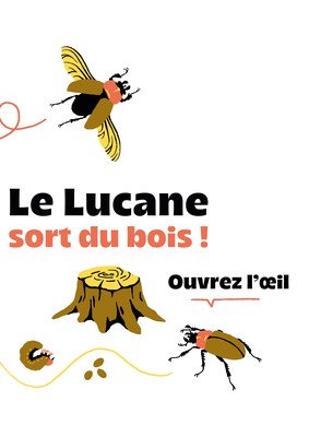 Le lucane cerf-volant